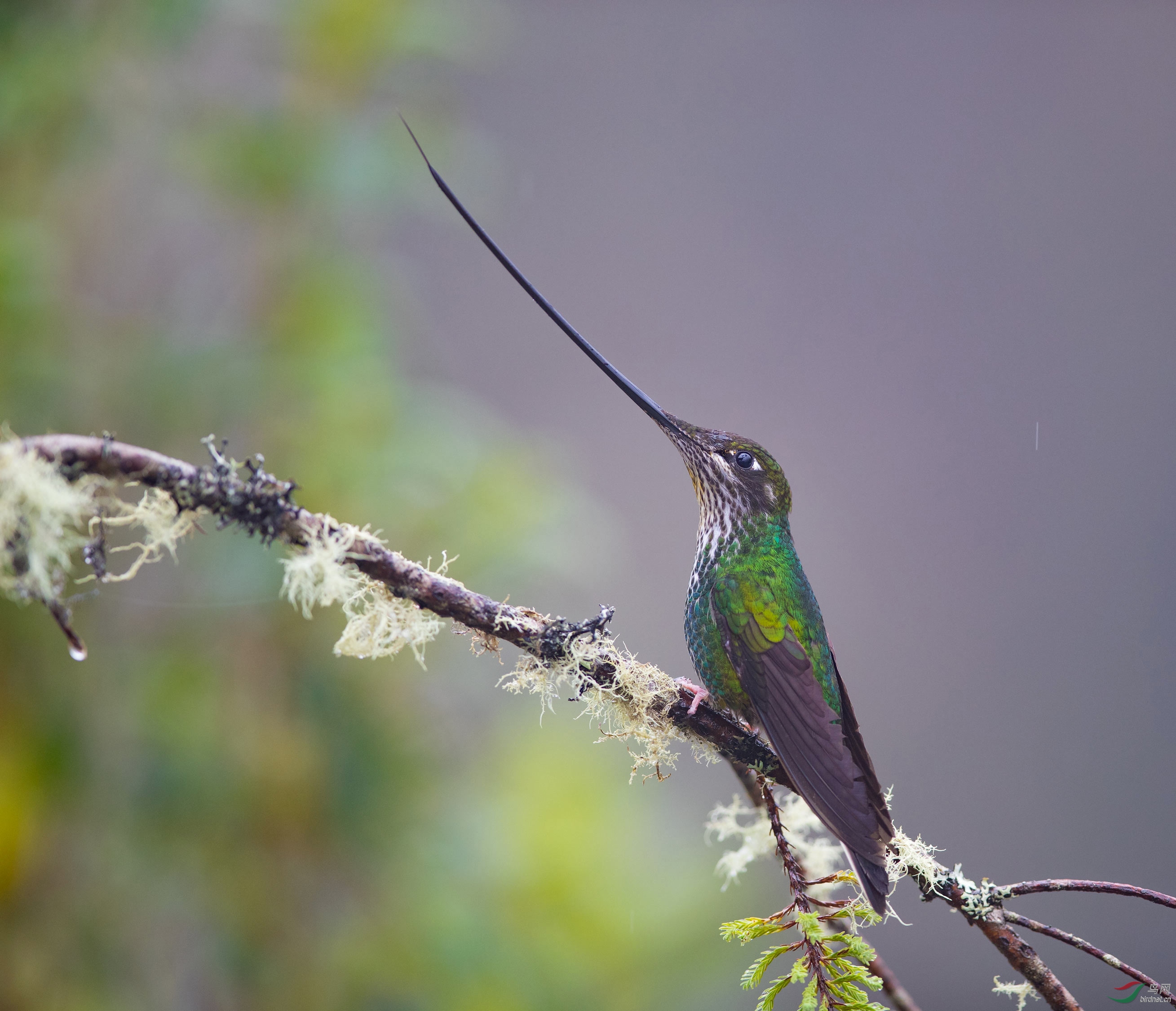 (剑嘴蜂鸟)剑嘴蜂鸟贺获【每日精华】!