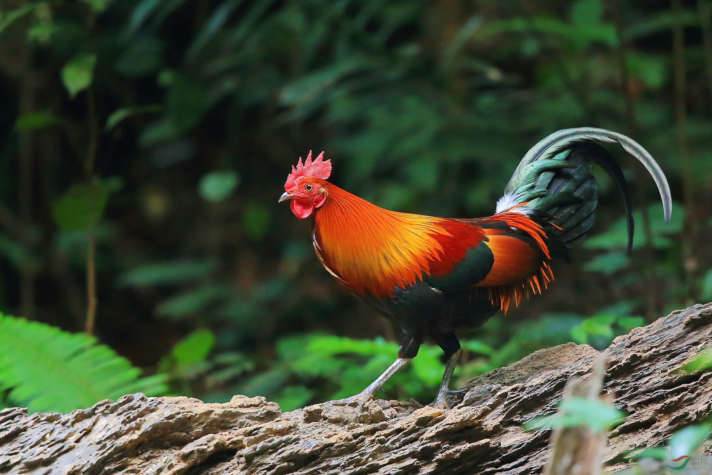 今年它是主角红原鸡
