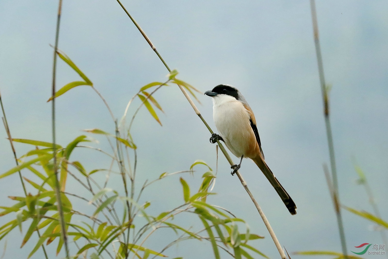 在贵州几种常见的小鸟.