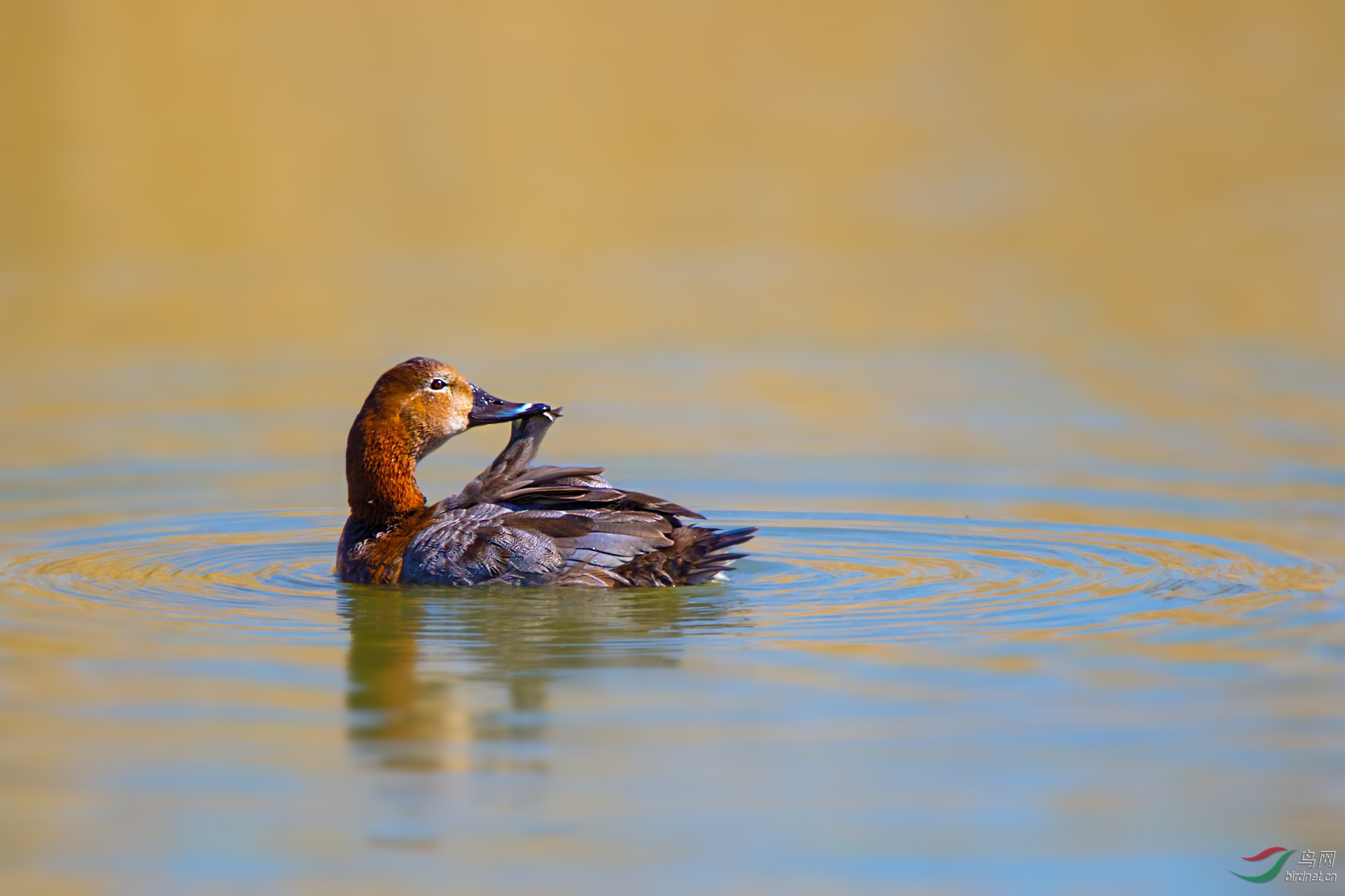 梳理红头潜鸭雌鸭