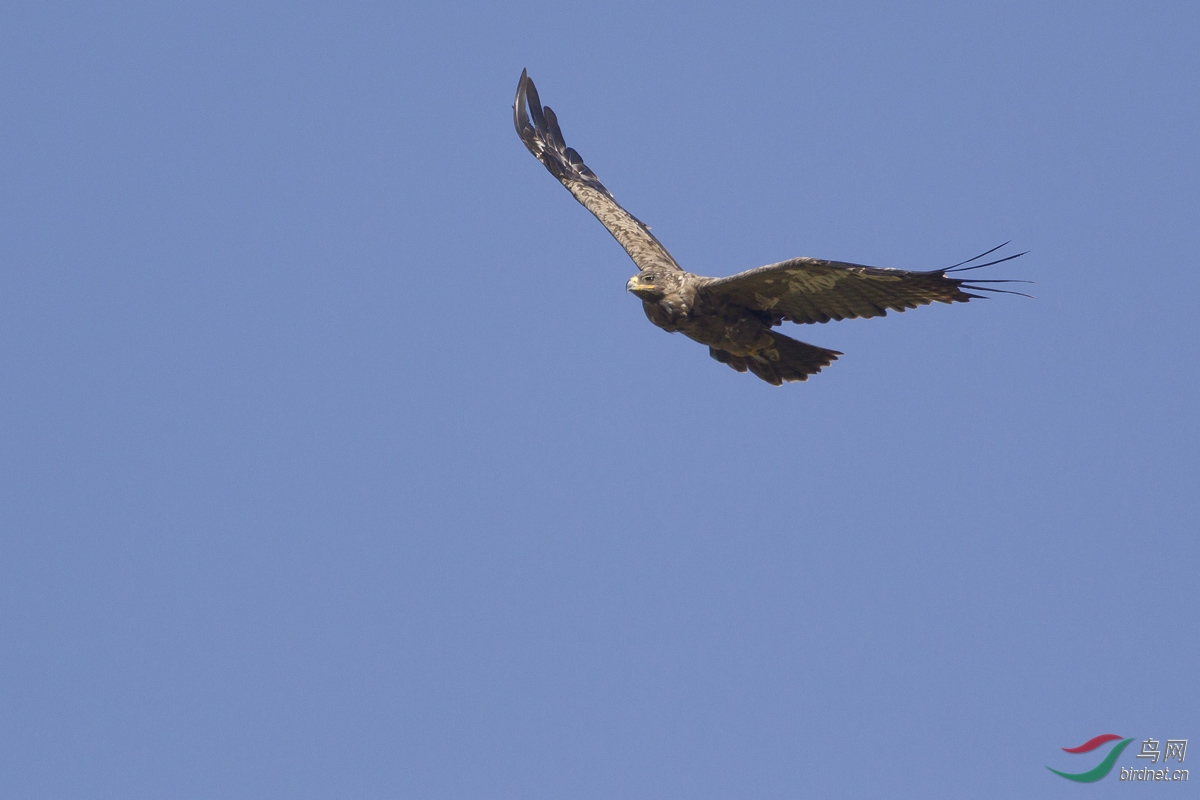 草原雄鹰