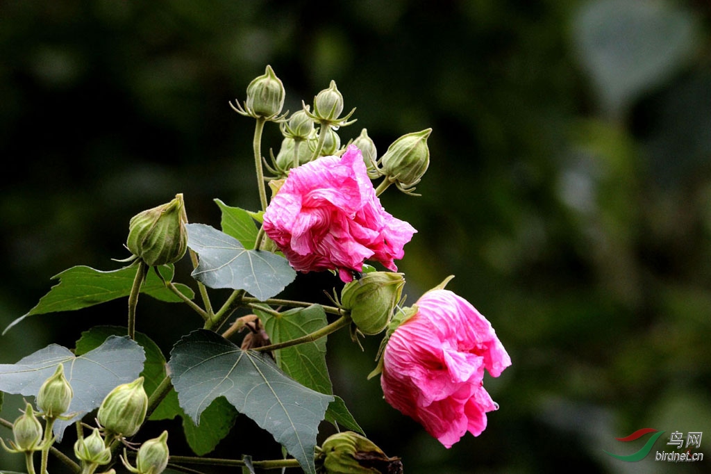 芙蓉花