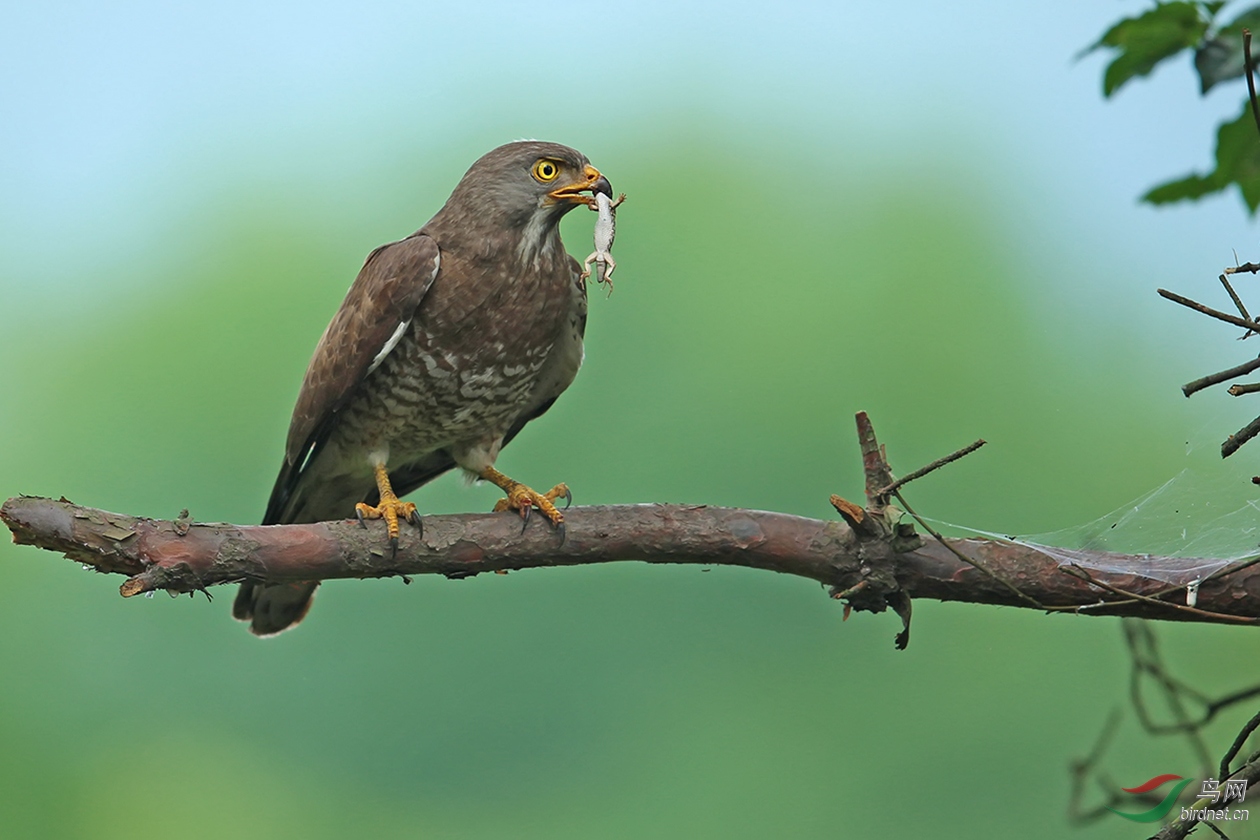 灰脸鵟鹰灰面鵟祝贺荣获每日精华