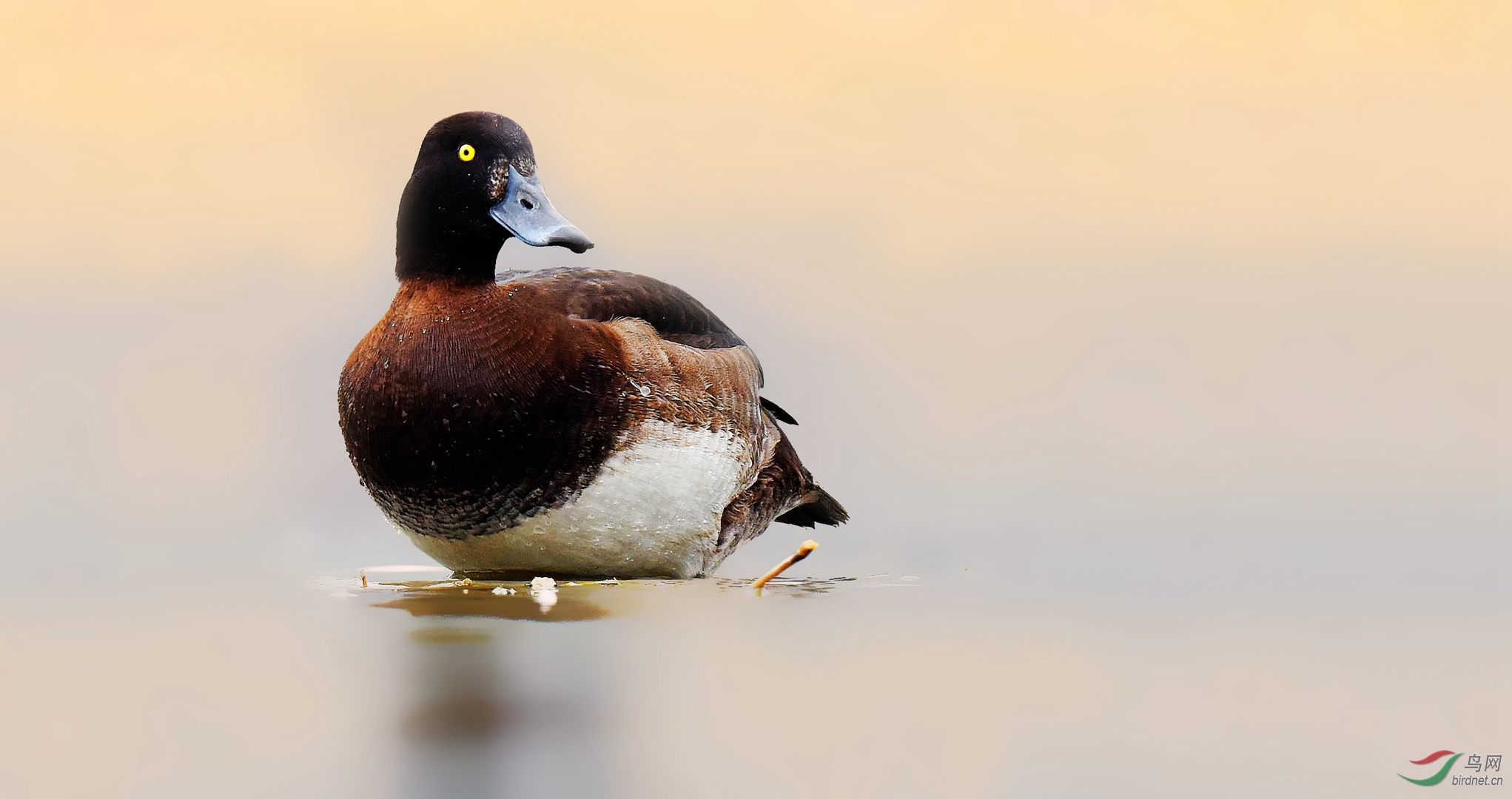 凤头潜鸭上岸观察