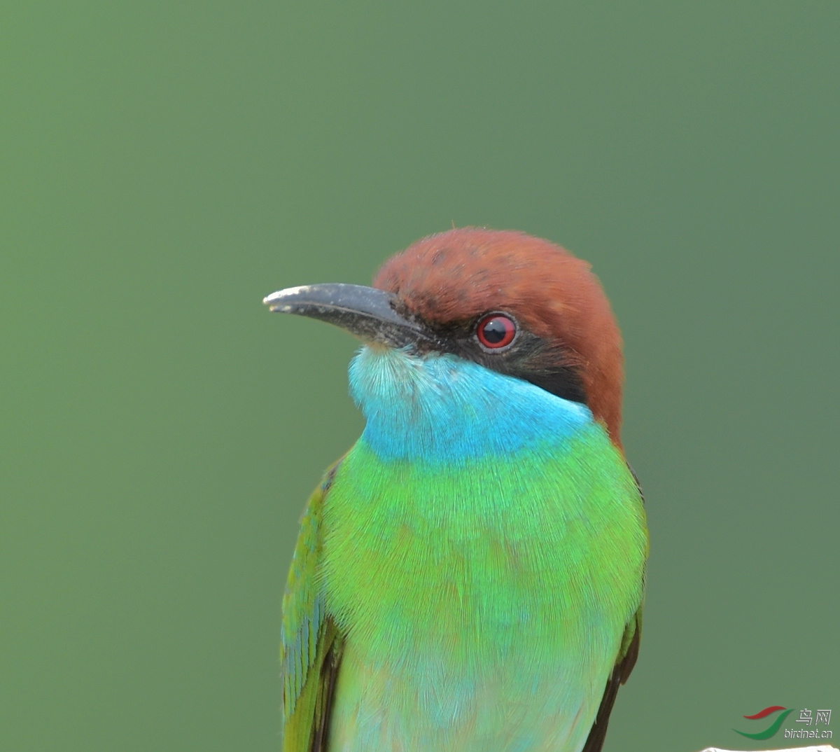 蓝喉蜂虎大头照