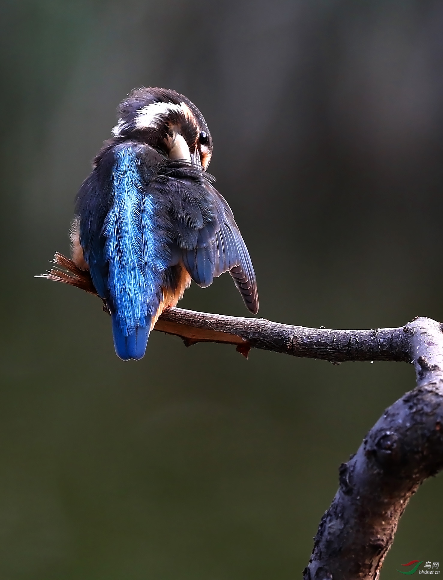 一个朋友的适马500mm f4片,100%放大截图