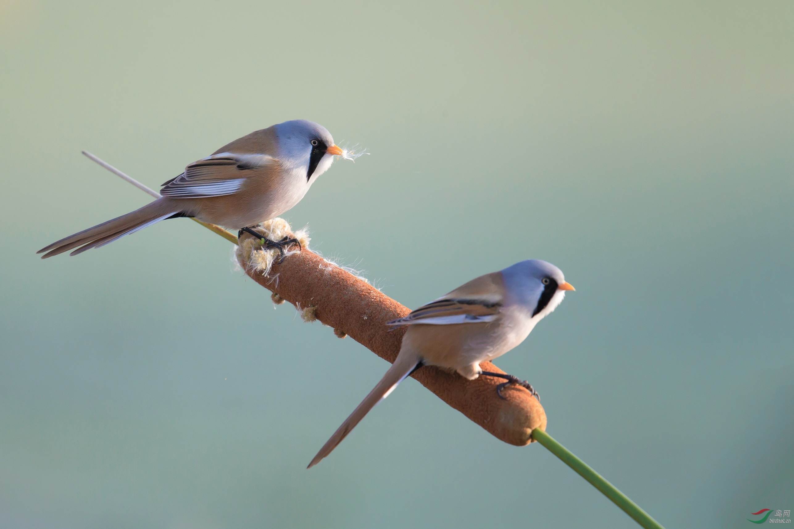 携双鸟图问候老师,朋友们!