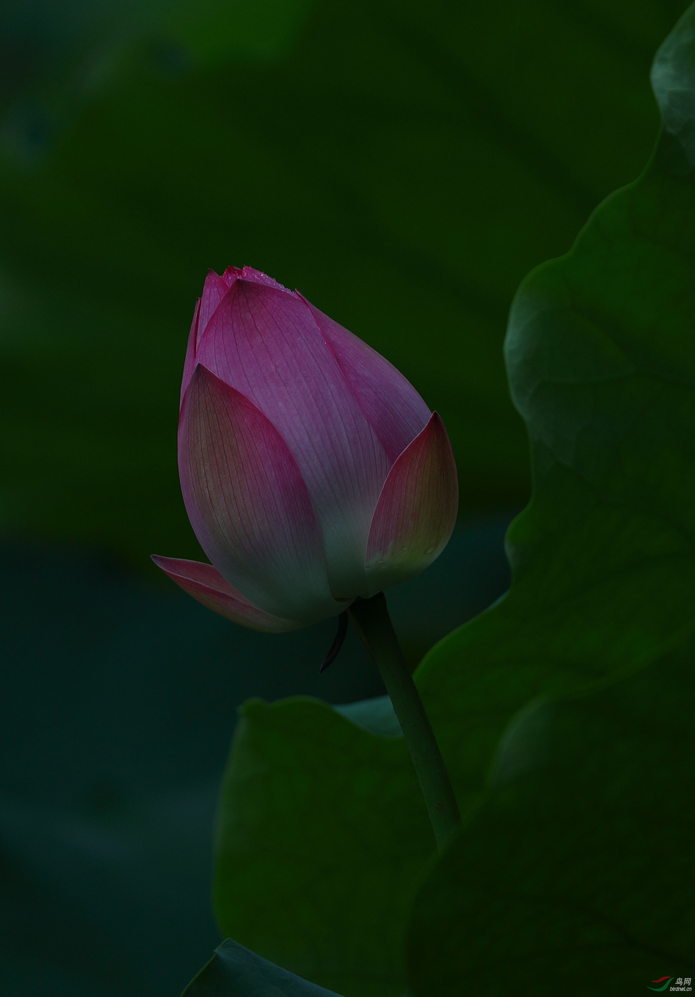 雨露夏荷