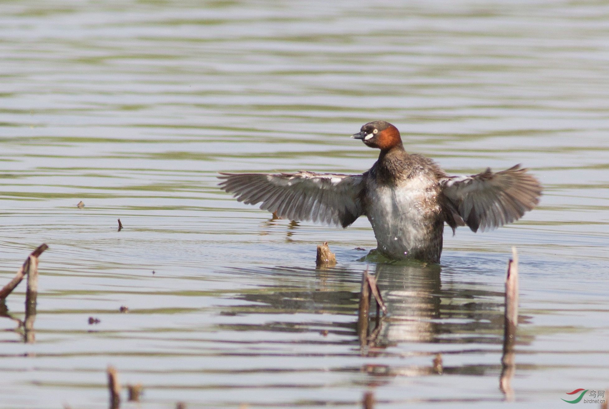 扇动翅膀的小鷿鷈