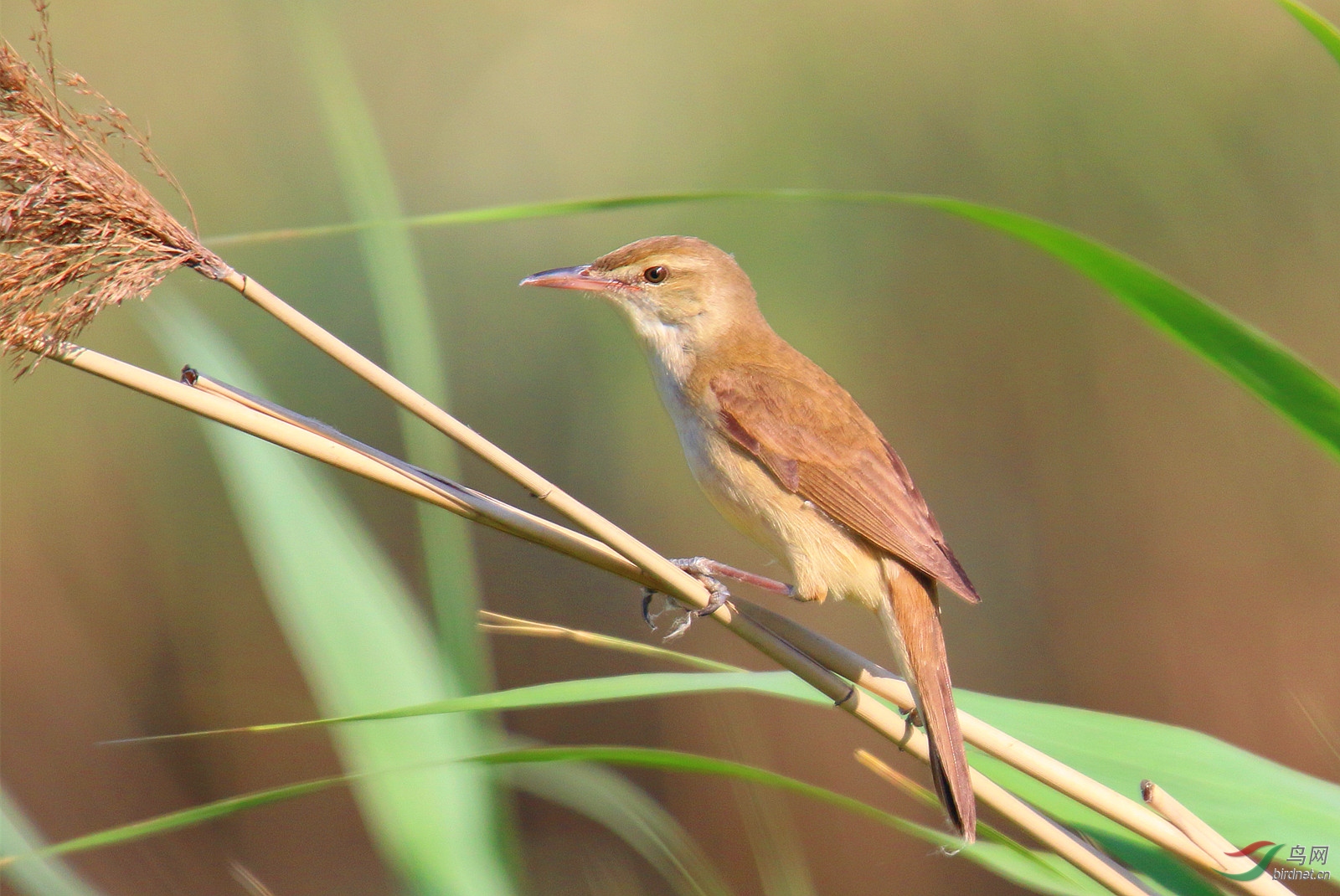 苇莺