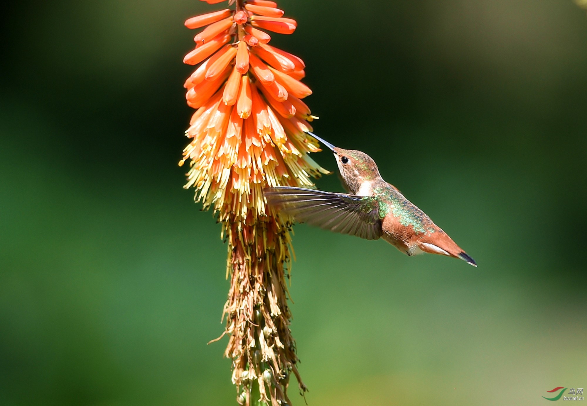 【宽尾煌蜂鸟】