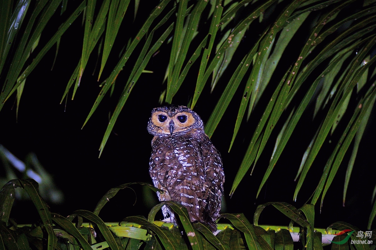 夜幂下的点斑林鸮