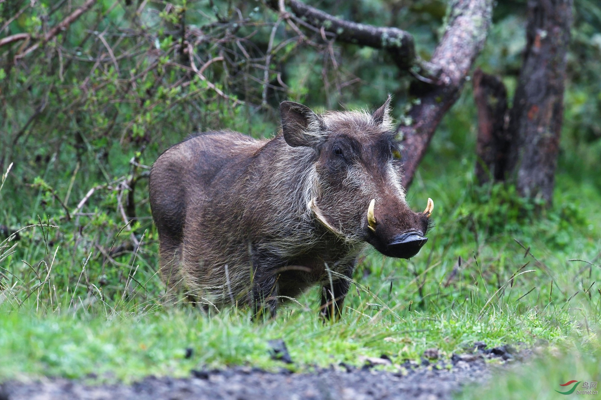 非洲野猪祝贺荣获首页精华