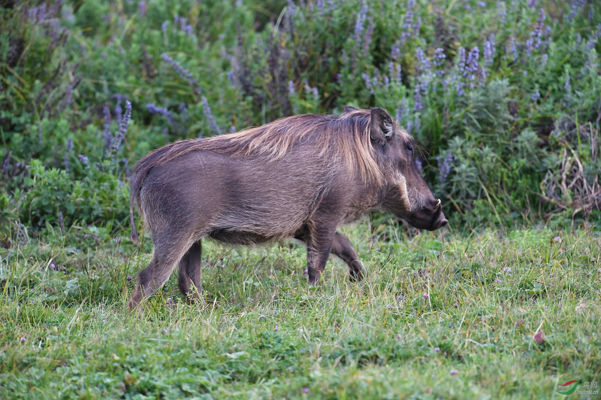 非洲野猪祝贺荣获首页精华