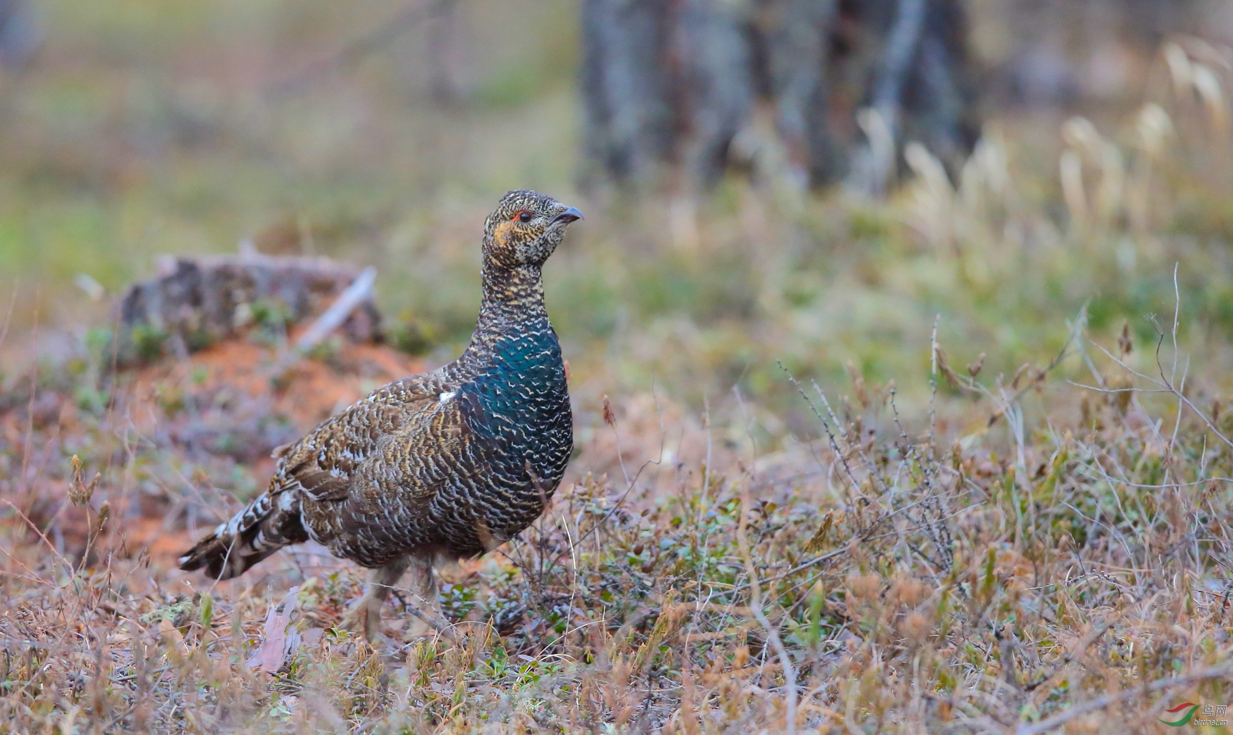 [昆虫] (黑嘴松鸡)视频-----黑嘴松鸡寻找爱情故事(贺获首页精华)