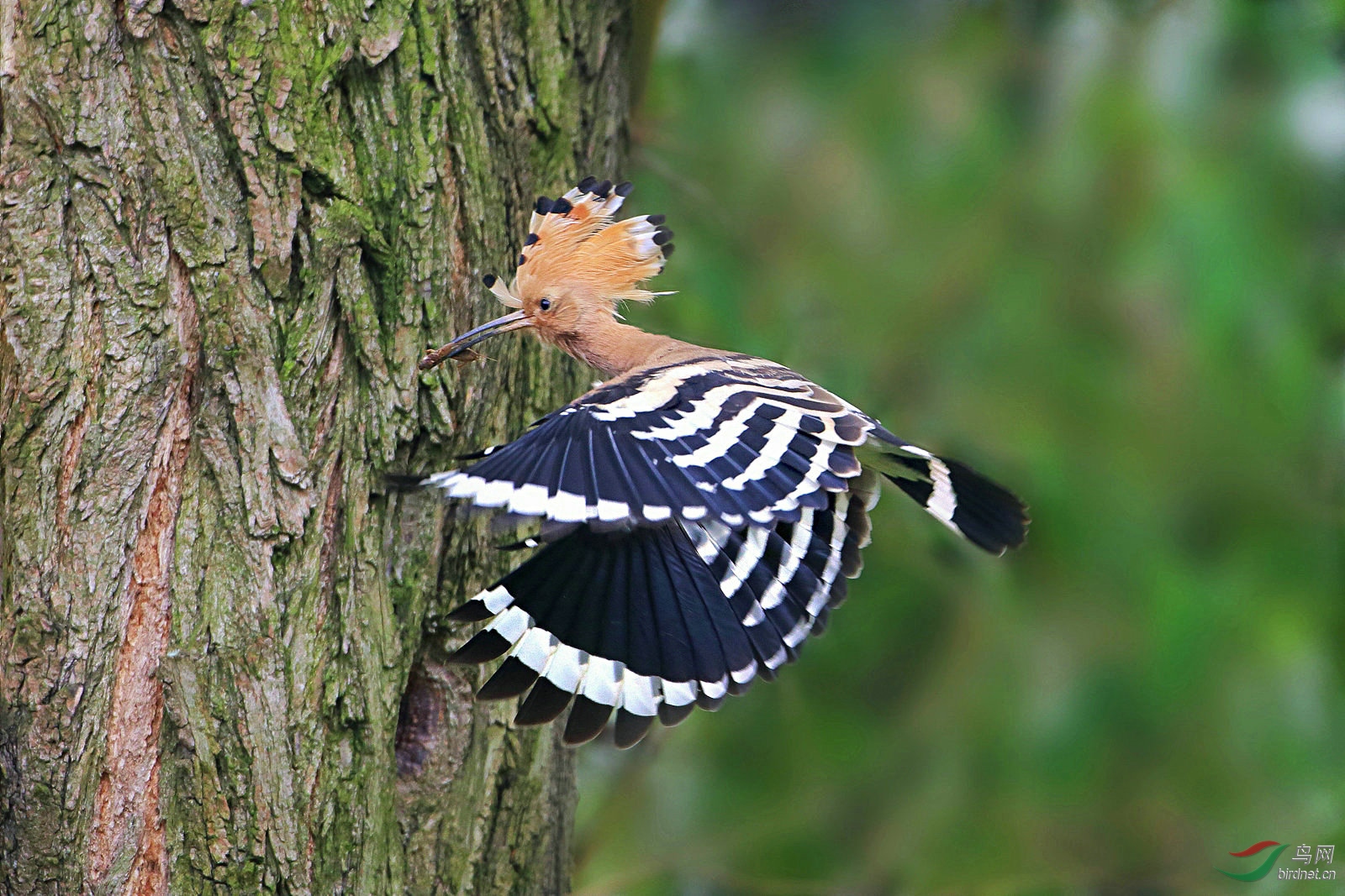 林鸟飞来飞去戴胜鸟