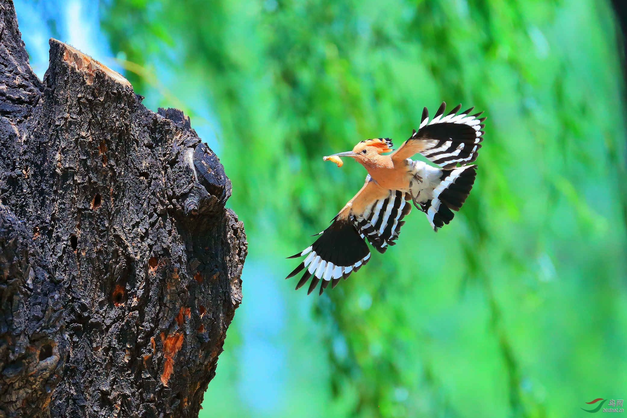 世上只有妈妈好戴胜啄木鸟拍于西坝河南路