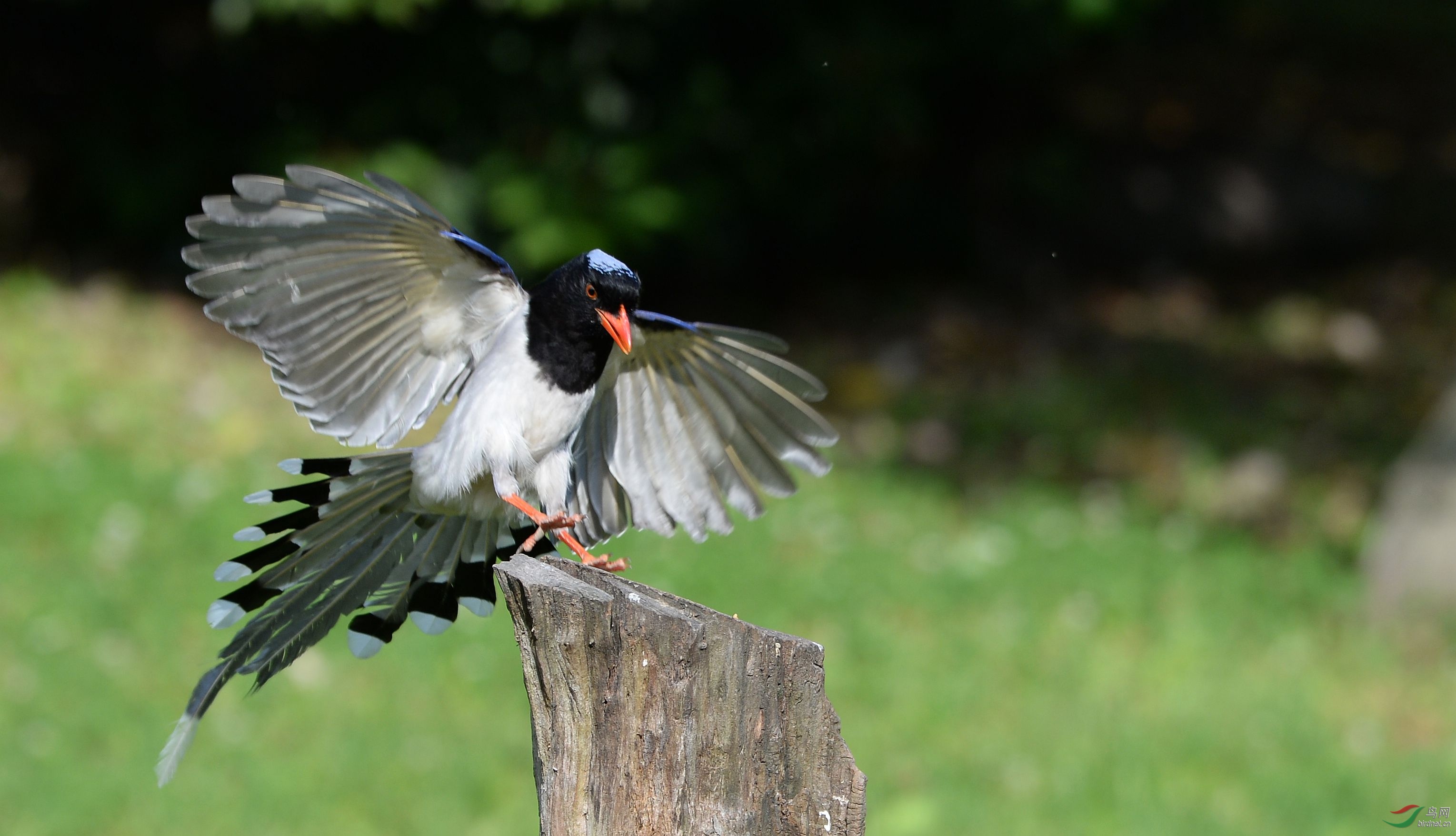 林鸟红嘴喜鹊发张片子真的不容易啊