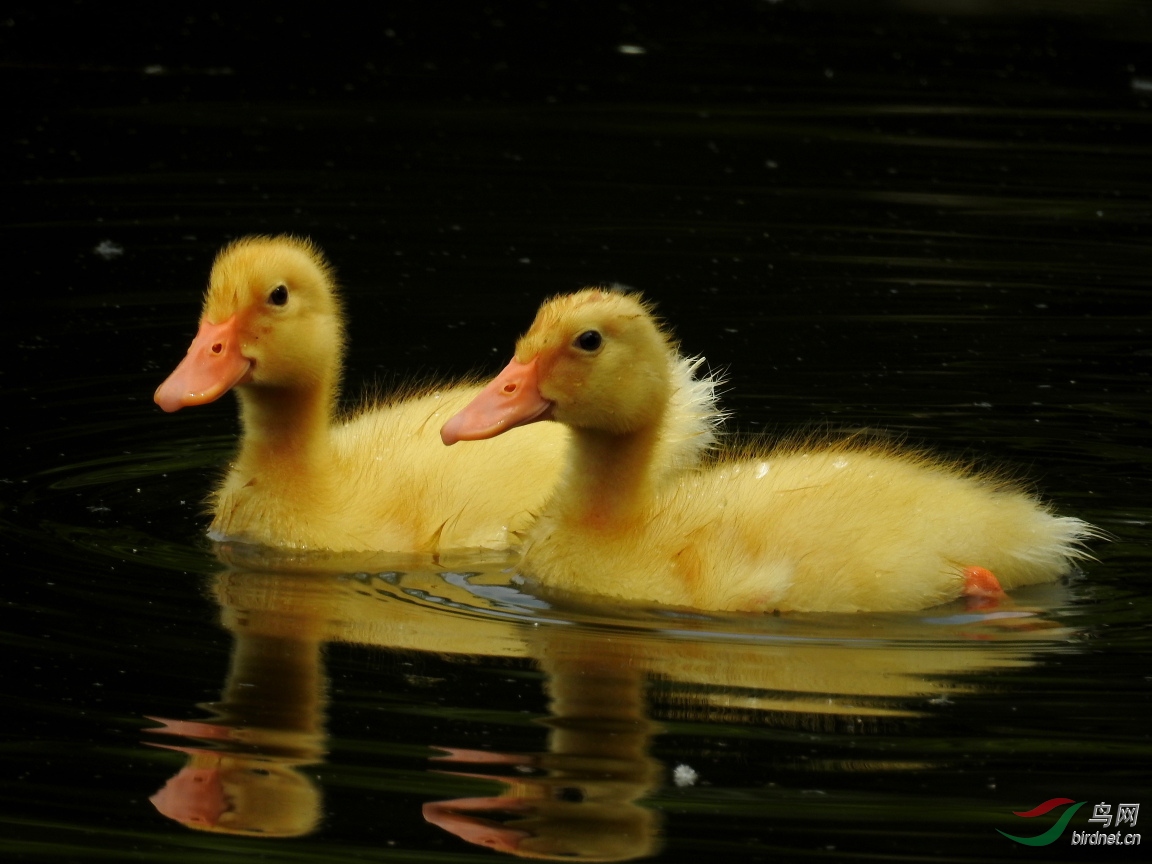 ����Լ8��