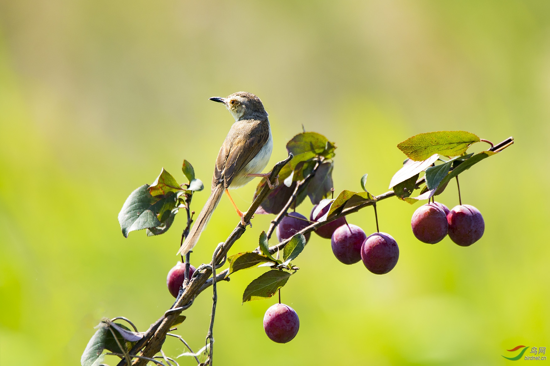 红果枝头鸟类儿俏