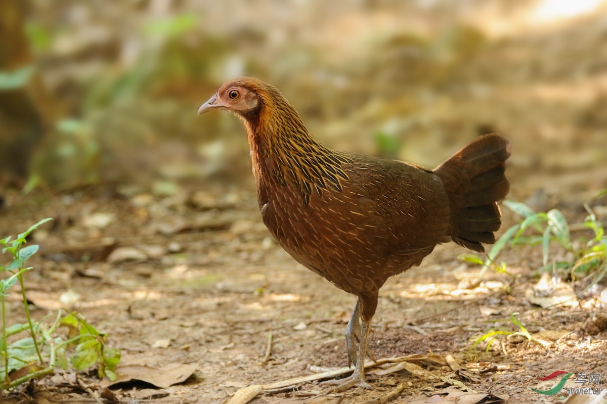 弄岗原鸡(雌)