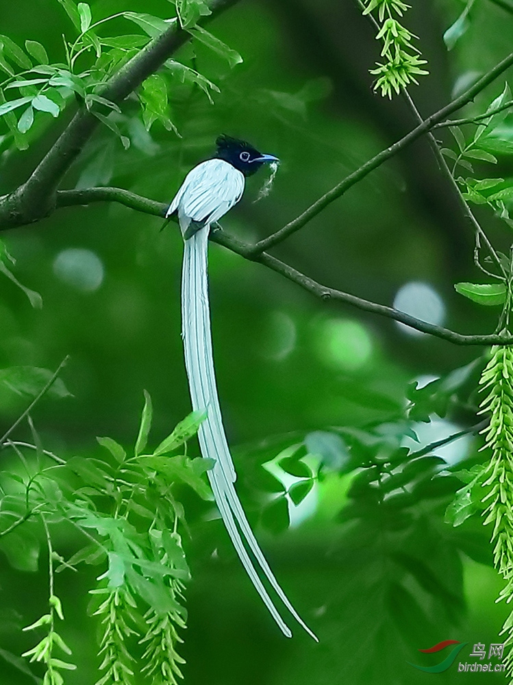 飄逸的綬帶鳥