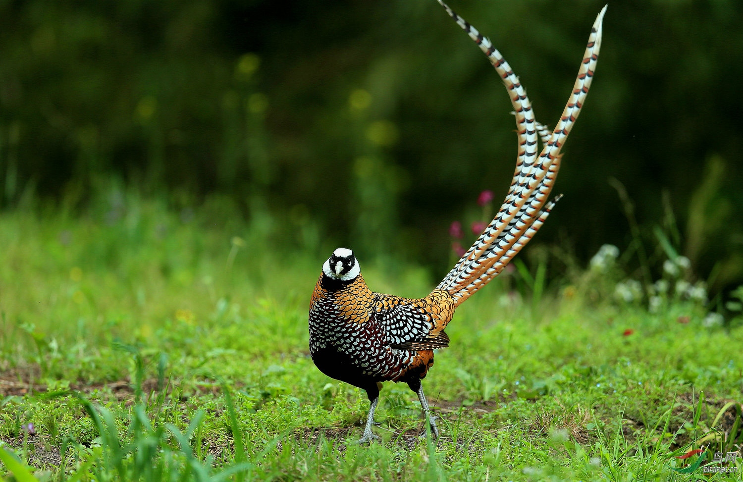 [林鸟] 白冠长尾雉 ---- 祝北京版朋友端午节快乐!