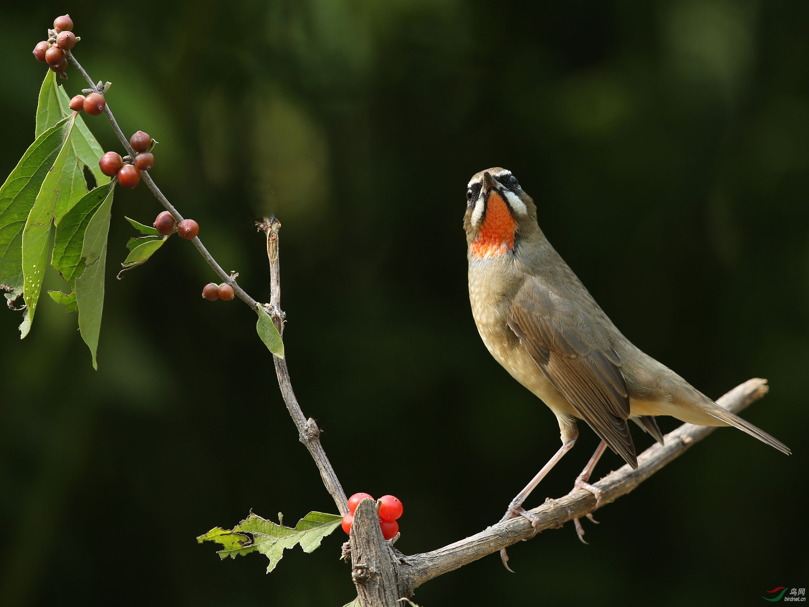 深圳红树林鸟类图片
