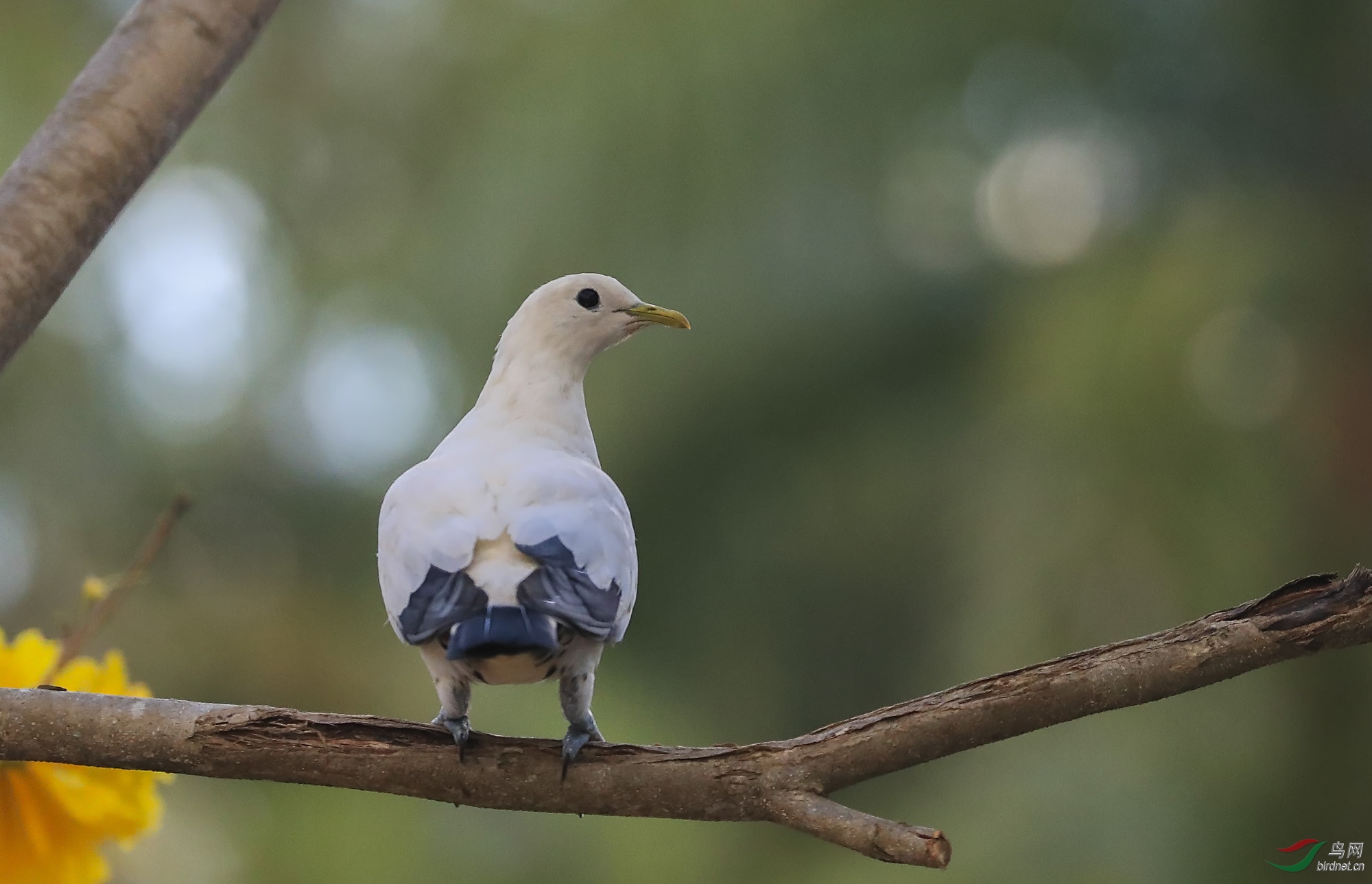 鸠- 重庆版 chongqing 鸟网