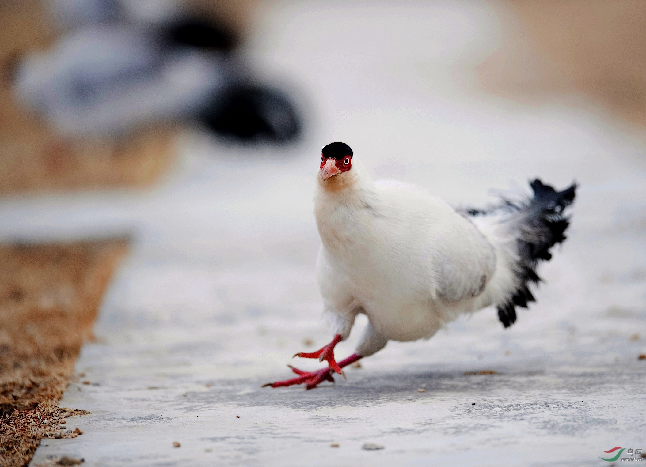 藏马鸡急转身的潇洒姿态
