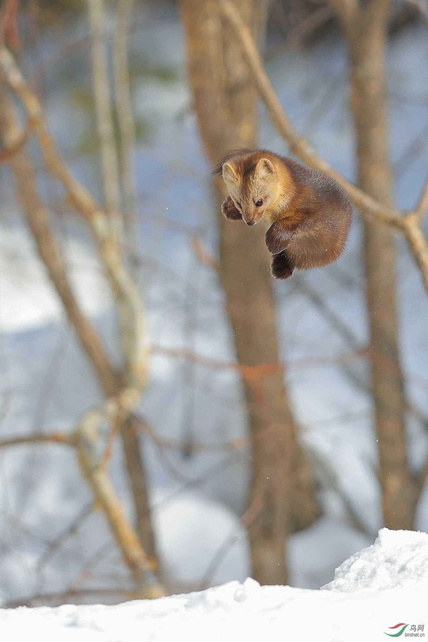 飞貂祝世界各地鸟友节日快乐