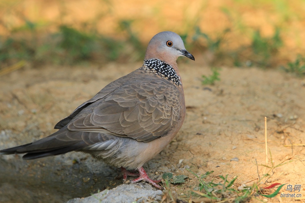 珠頸斑鳩