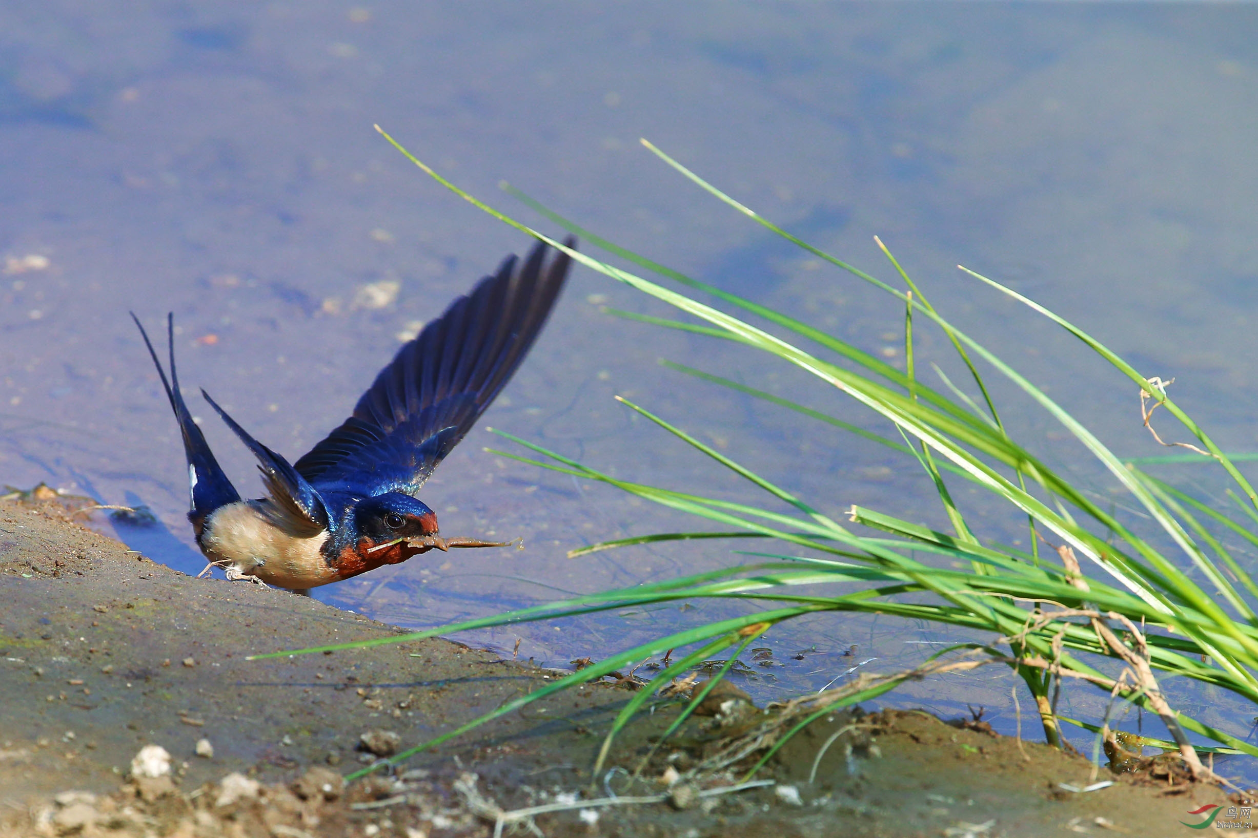 衔泥燕子争归舍