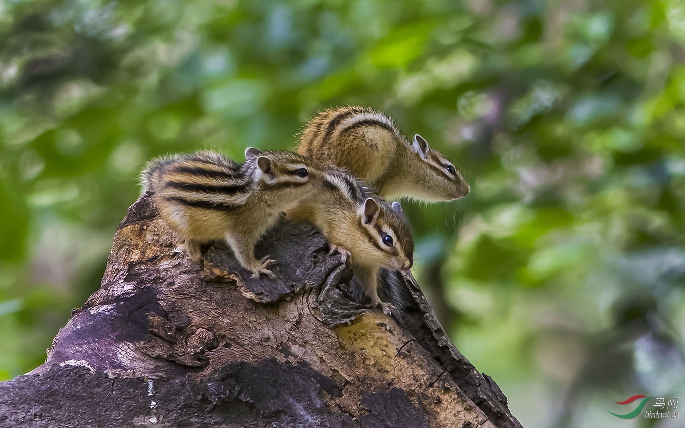 花栗鼠小崽出巢