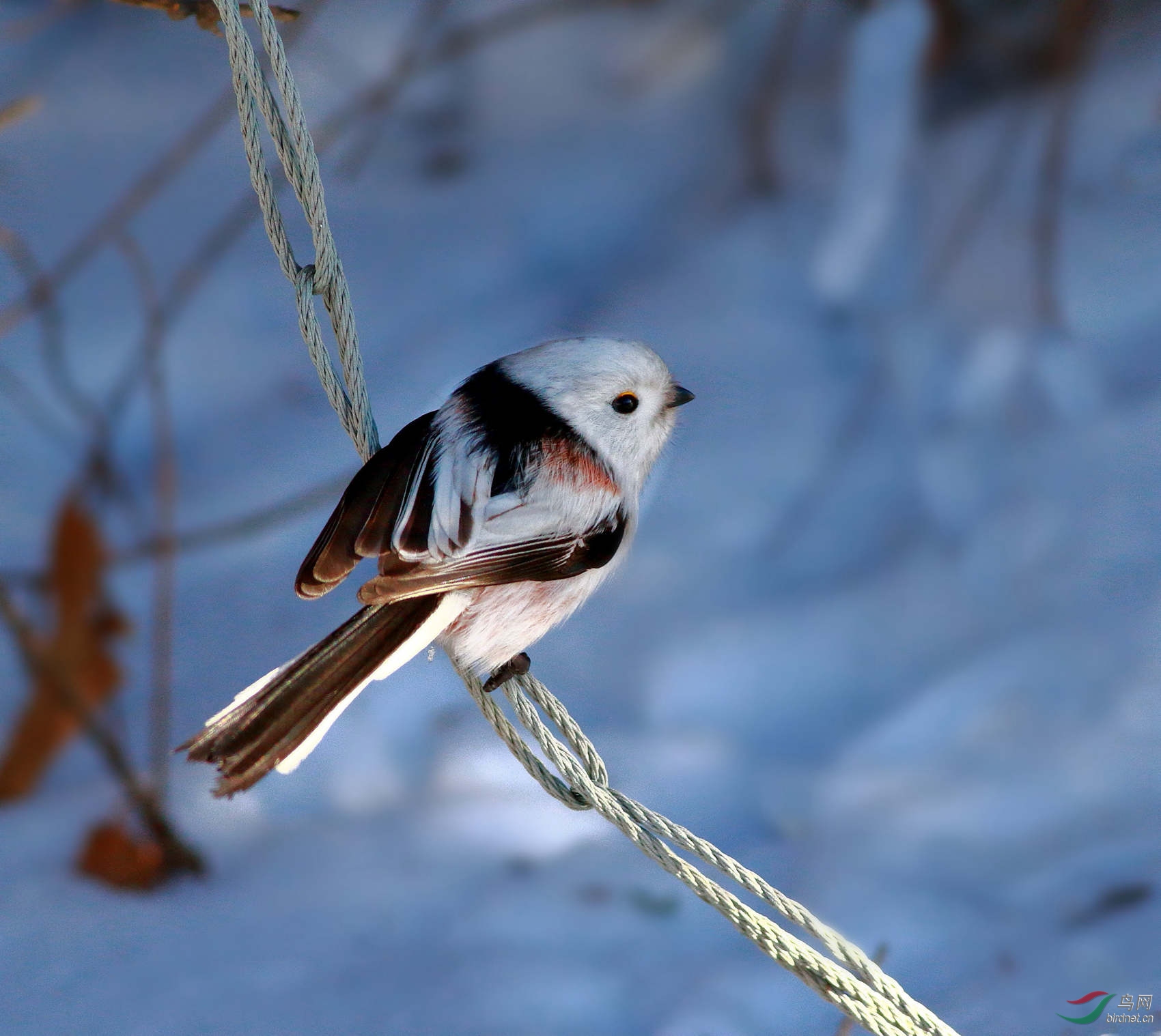 荡秋千的小银喉