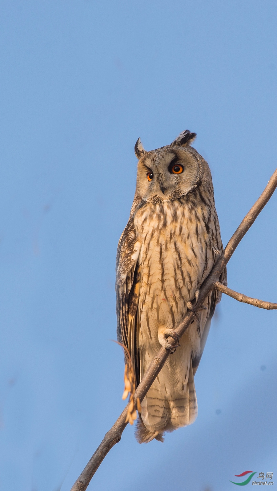 长耳鸮
