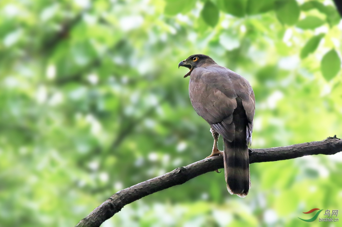 鹰啸山林(凤头鹰) - 艺术创意 鸟网