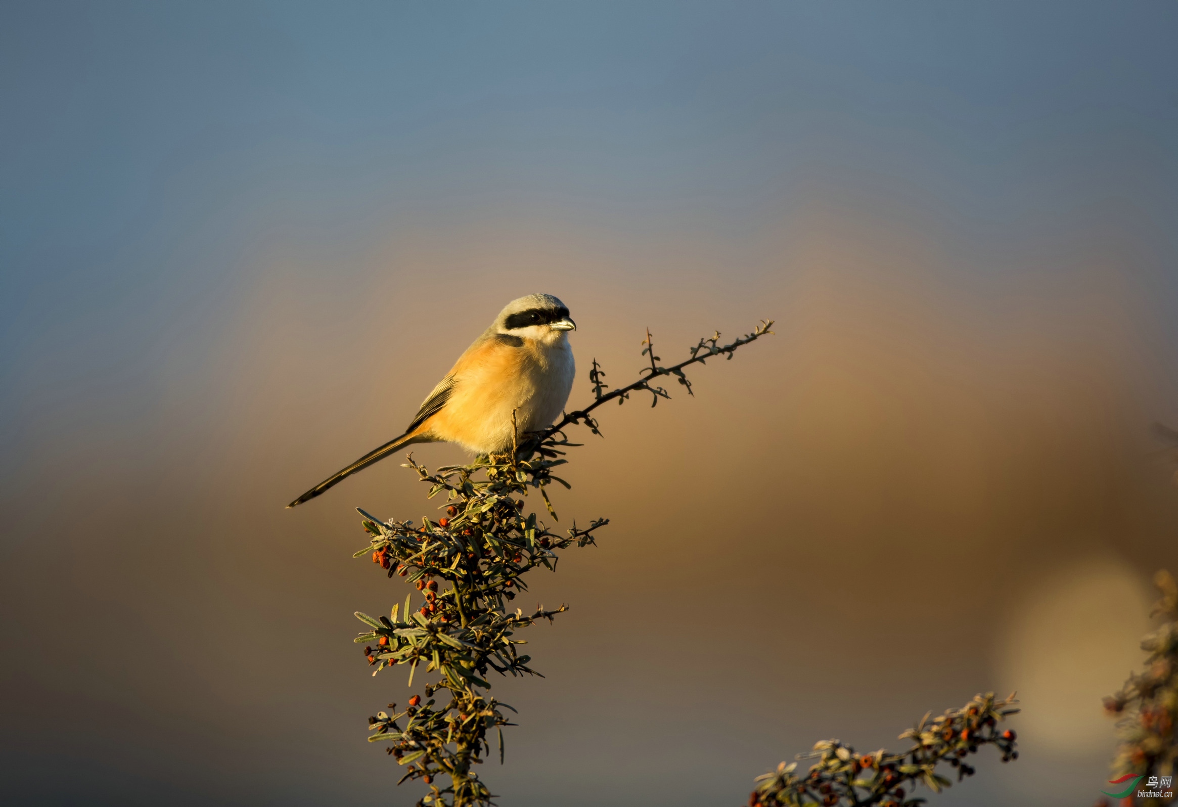 沐浴晨光中的棕背伯劳