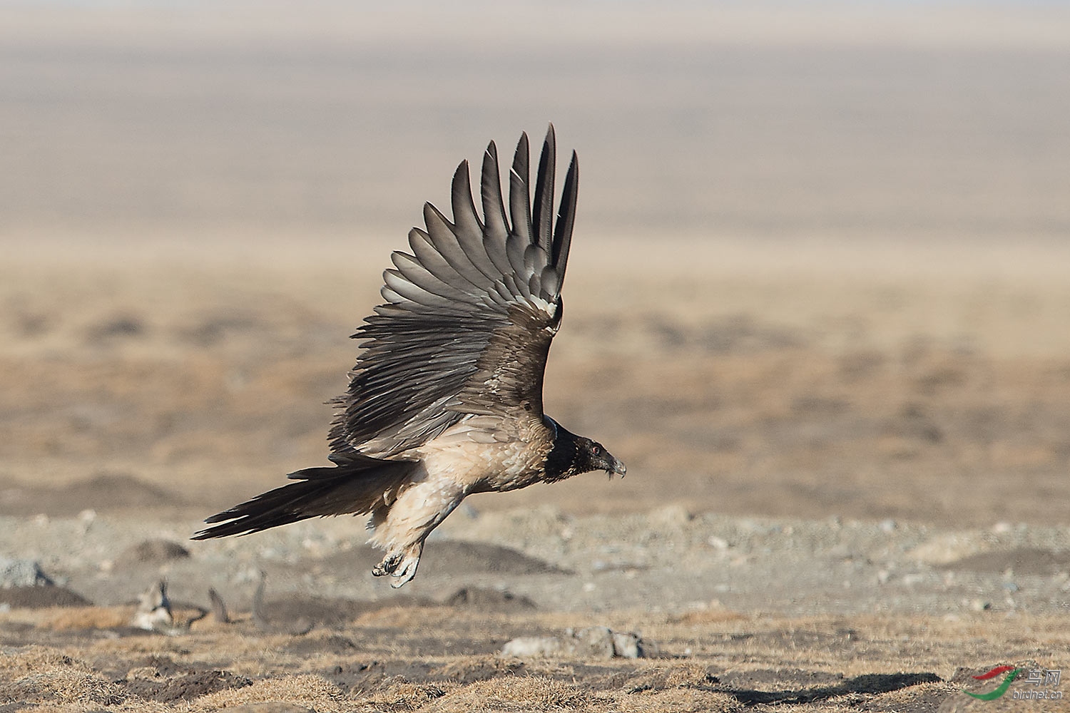 胡兀鹫起飞连拍