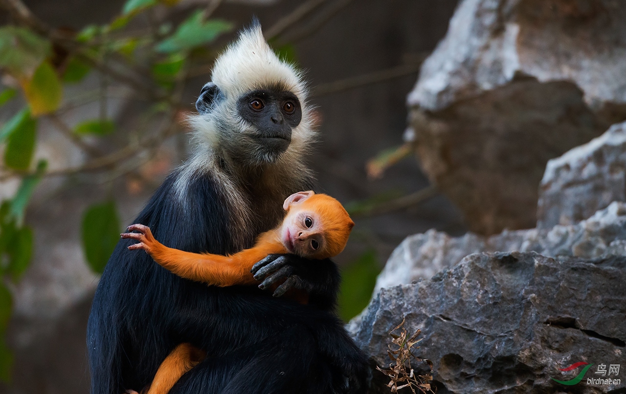 白头叶猴淘气小宝宝祝贺荣获首页精华