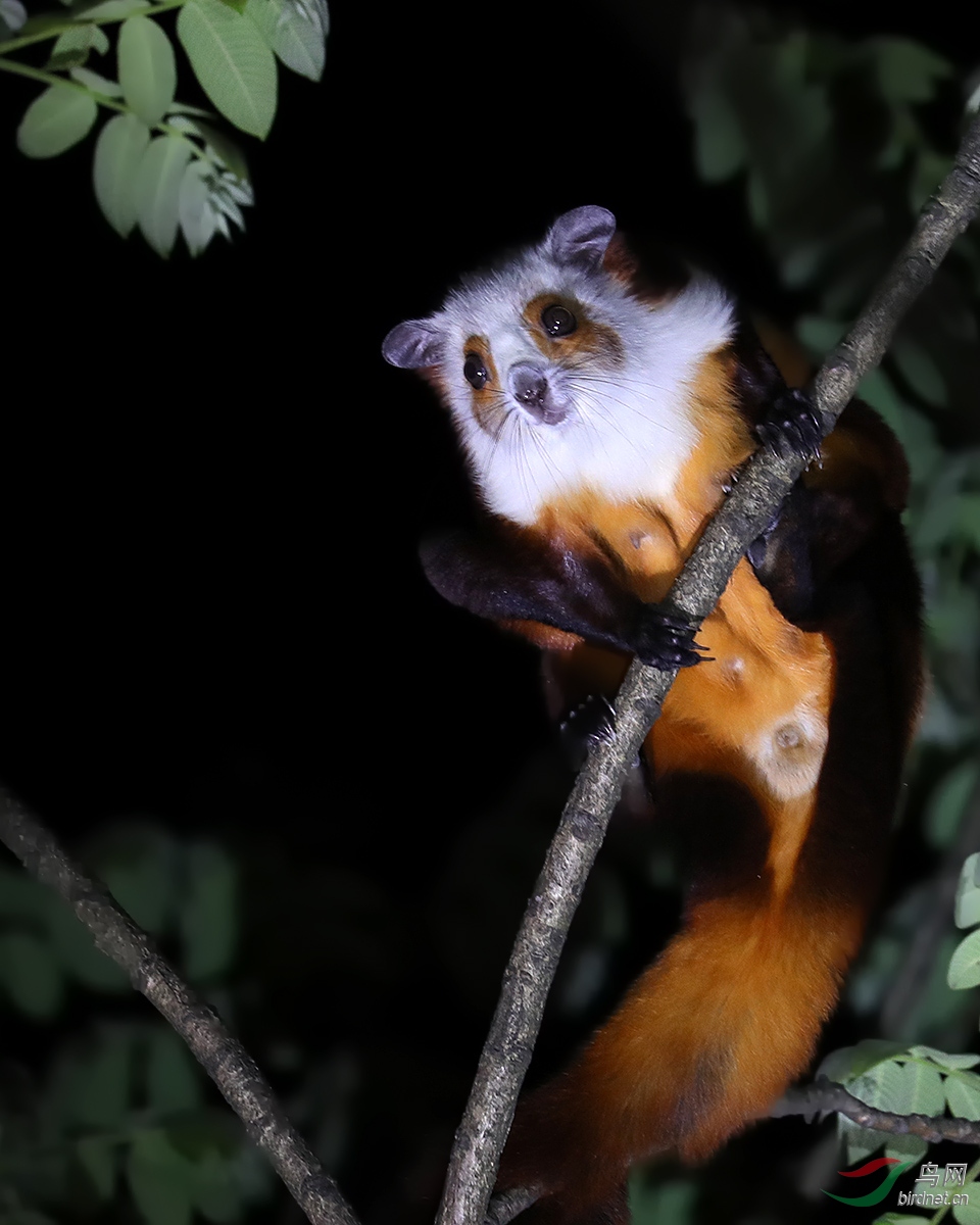 当地人叫它飞猫