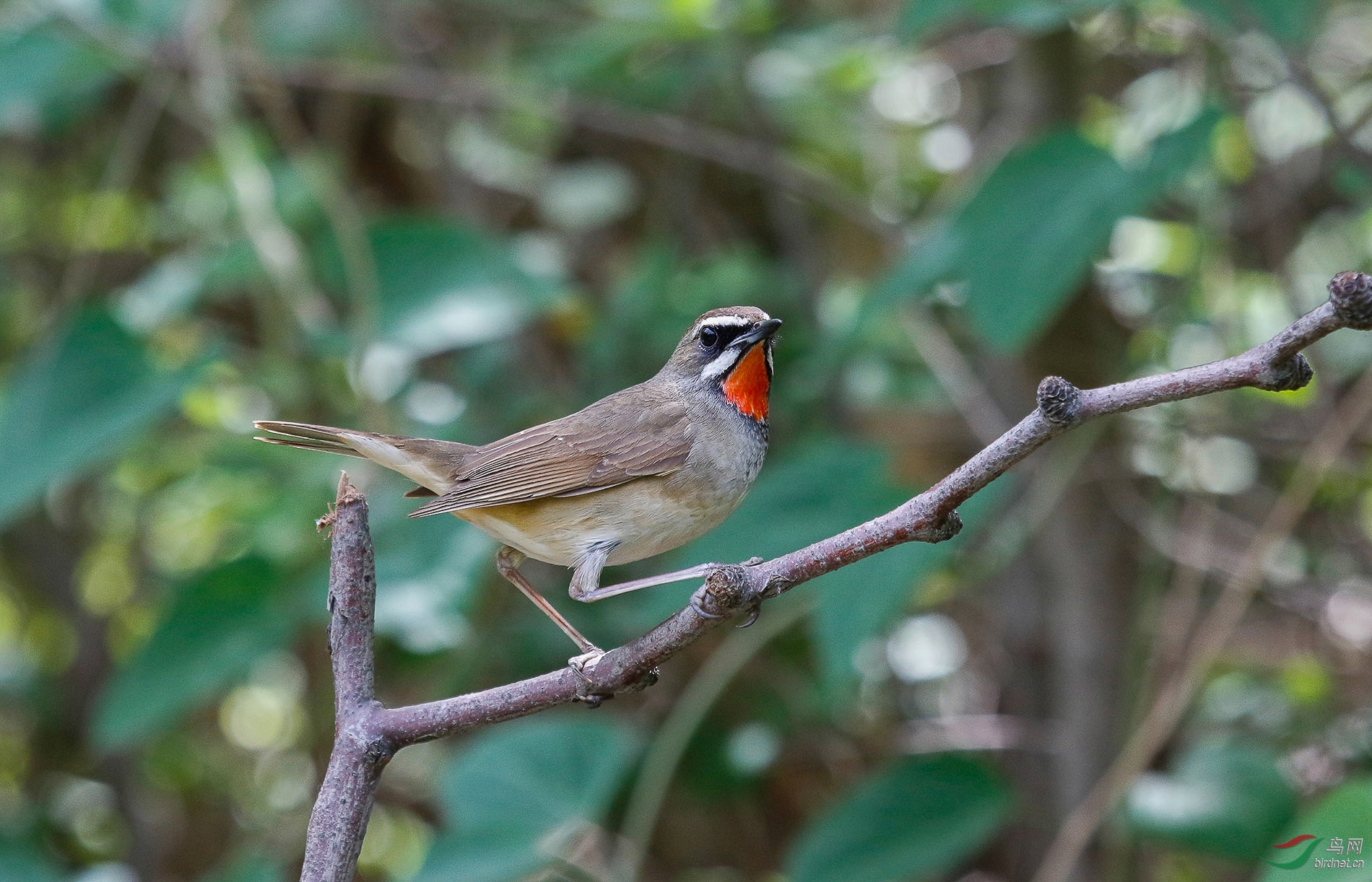 我有美丽红围脖儿——红喉歌鸲