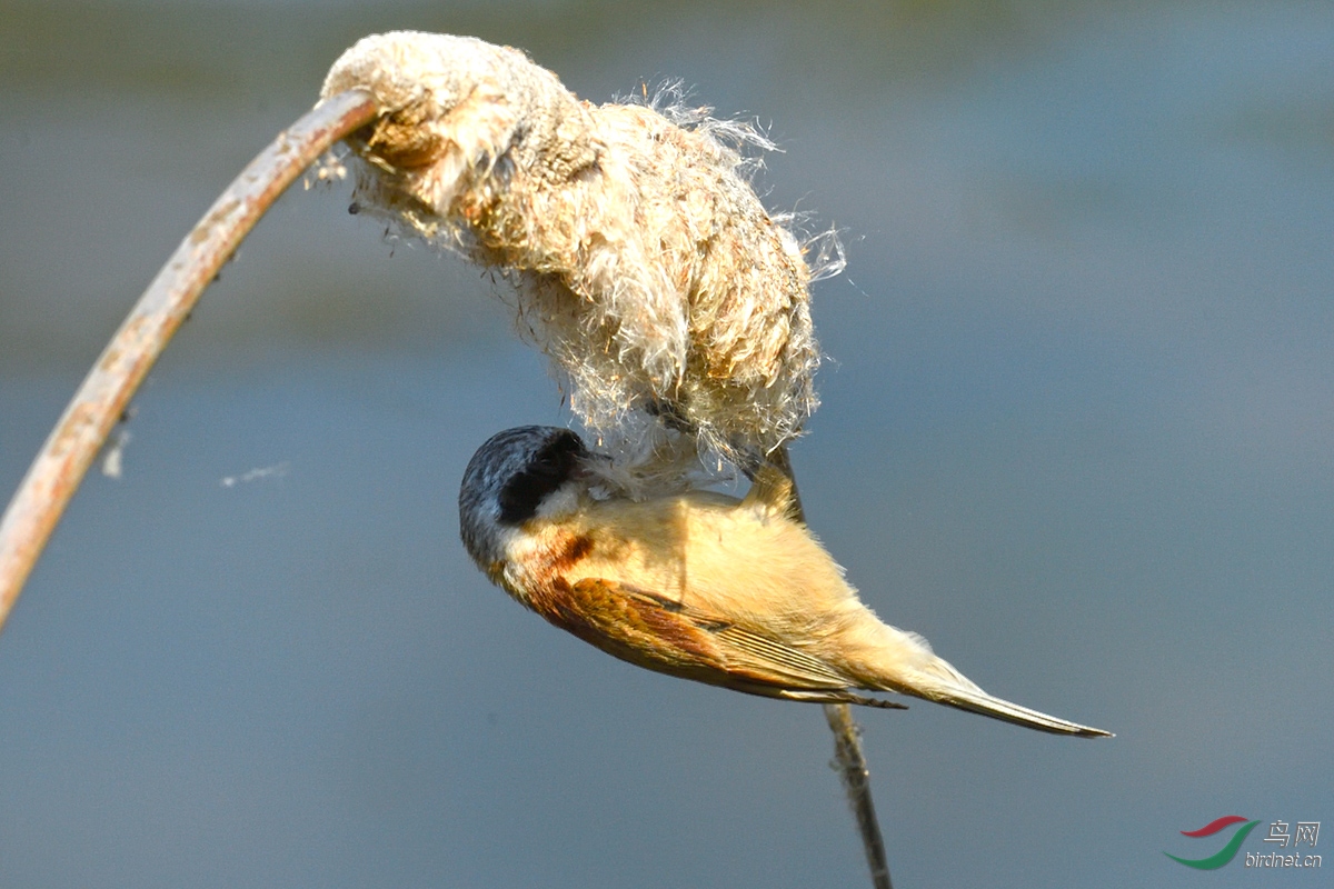 衔草筑巢