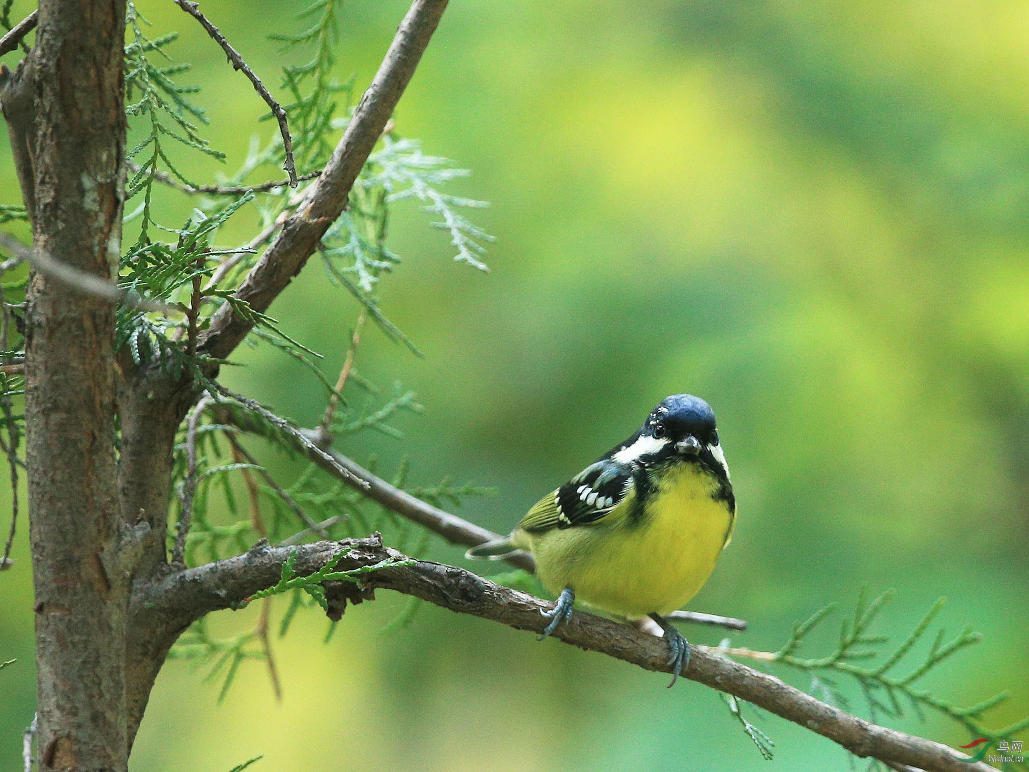 [林鸟] 黄腹山雀(雌雄)--天坛