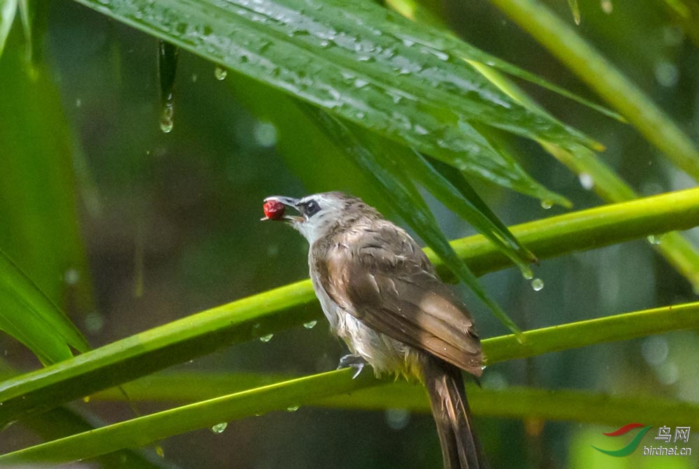 雨中觅食的小鸟