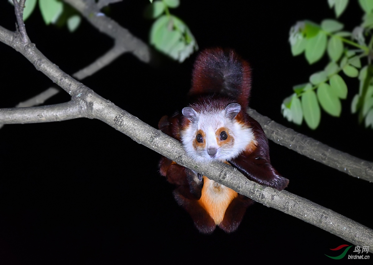 宽阔水夜拍神秘动物:飞猫