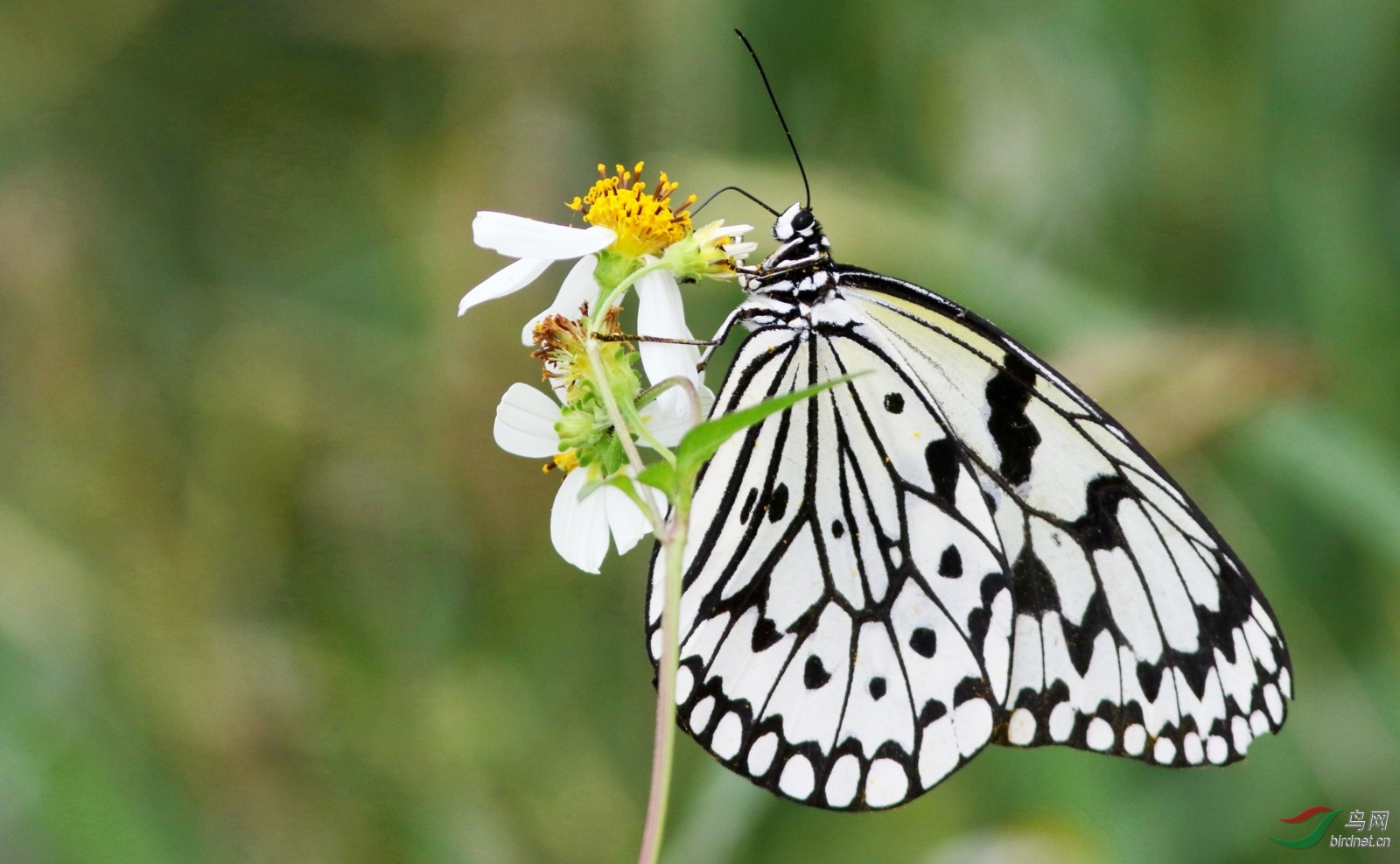 大白斑蝶
