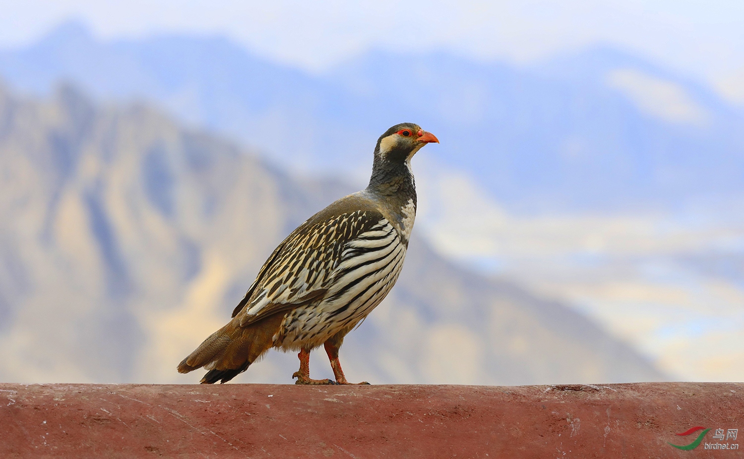 藏雪鸡,并祝鸟友六一节日快乐!
