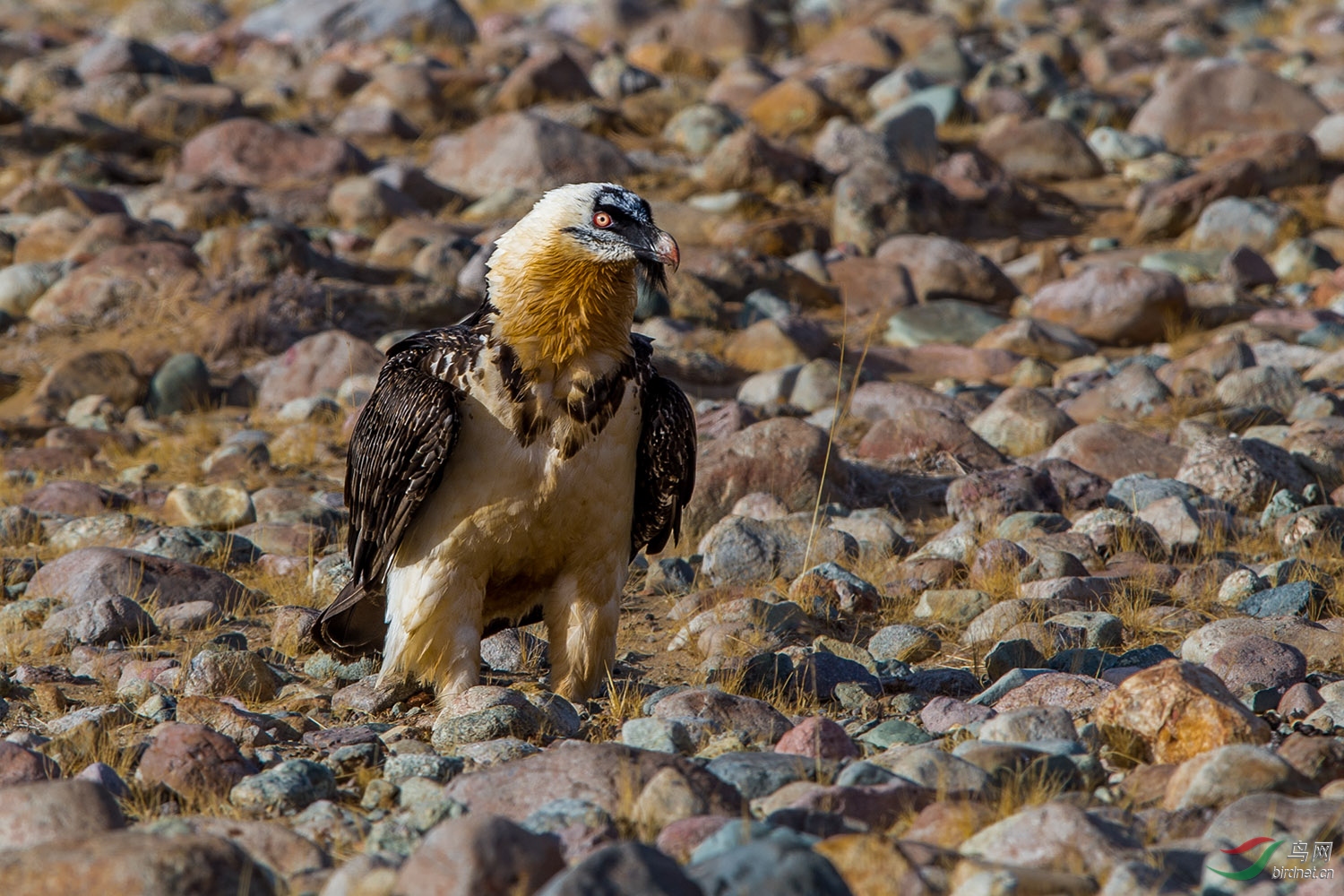 _D4S0978-1.jpg