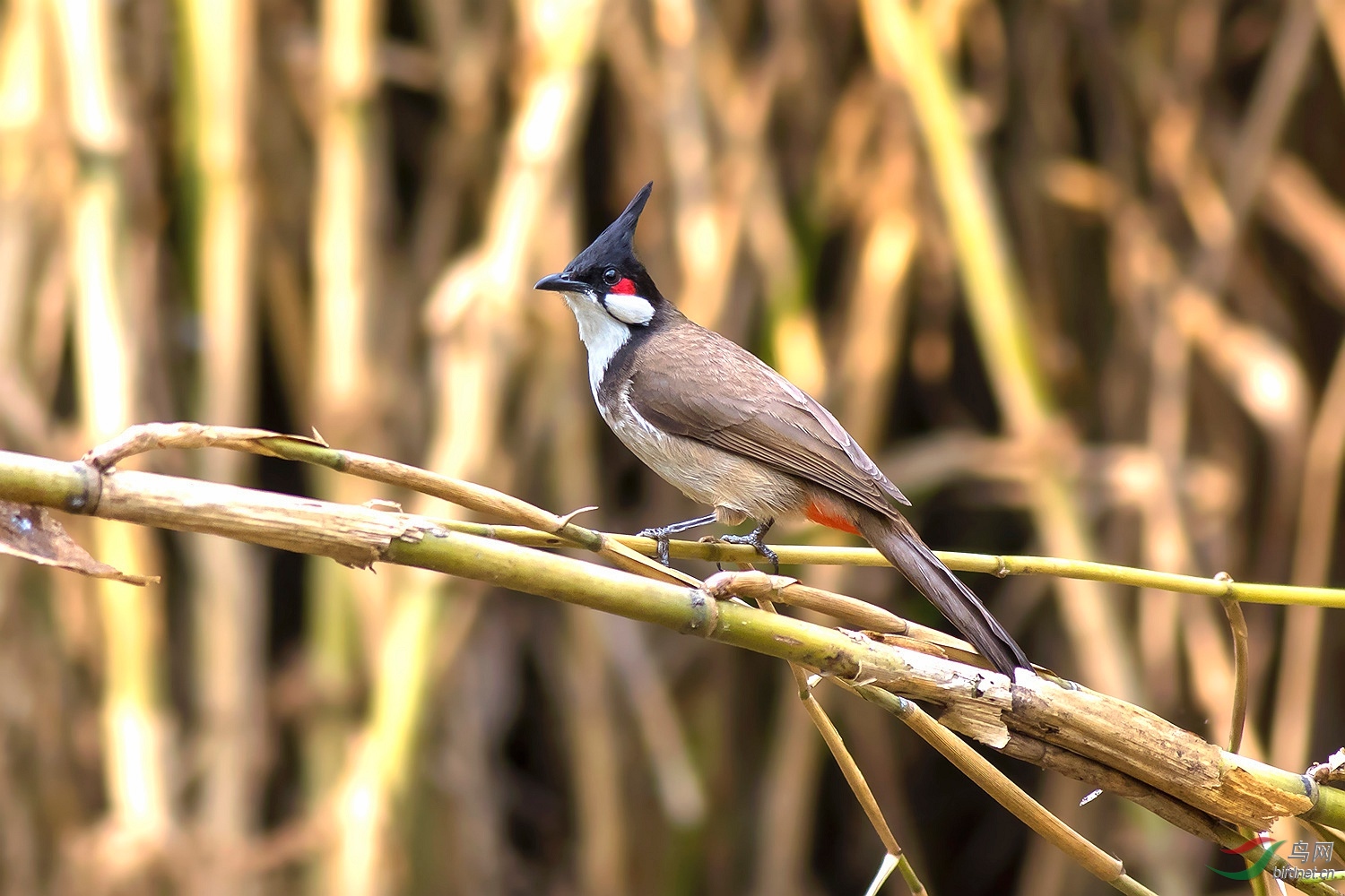 湖北没有的菜鸟